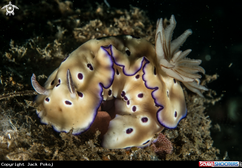 A Hypselodoris tryoni