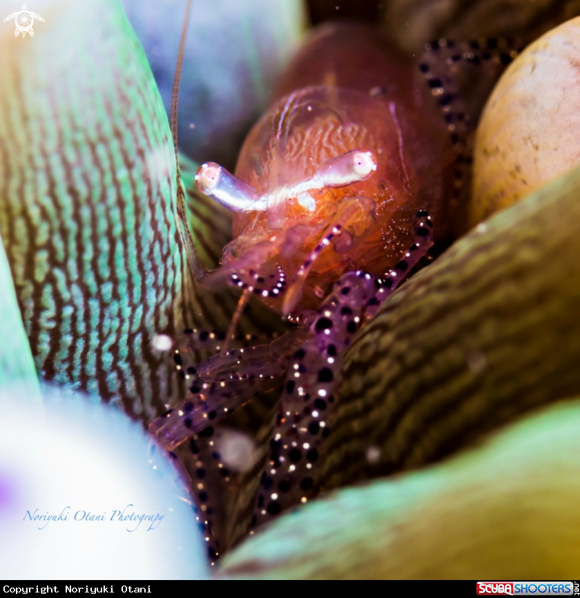 A anemone shrimp