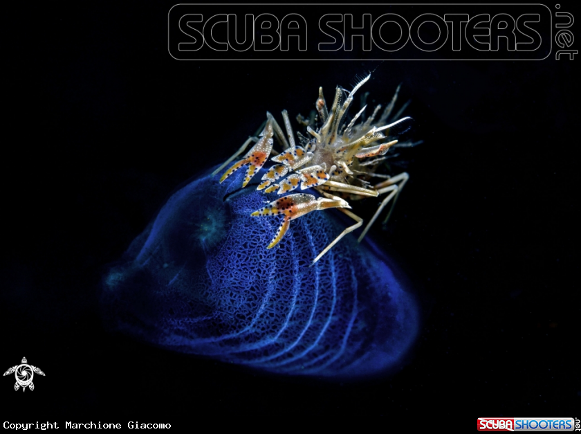 A Tiger shrimp