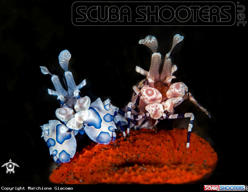 A Arlequin shrimp