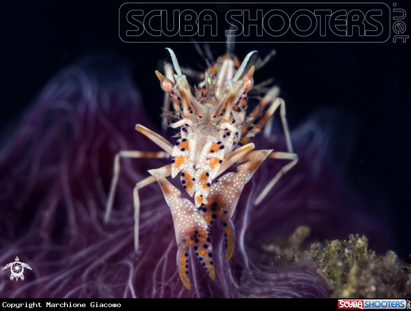 A Tiger shrimp