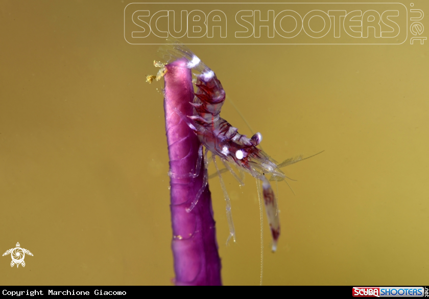 A Rock shrimp