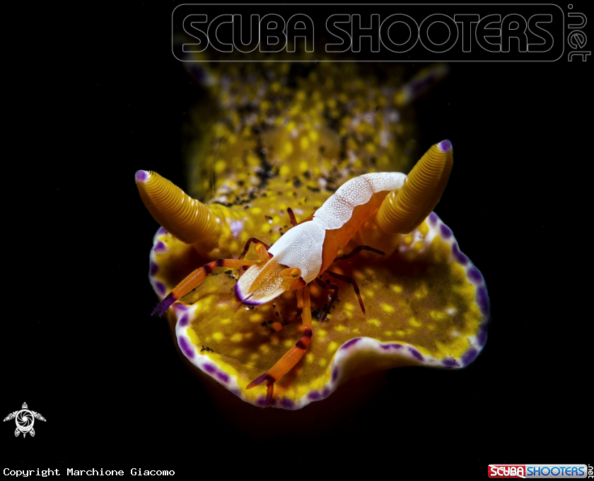 A Imperator shrimp