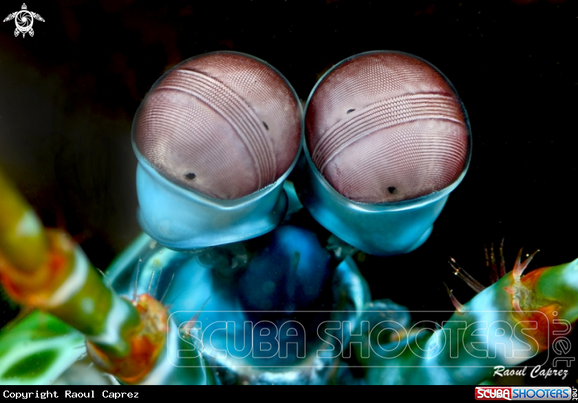 A Mantis shrimp