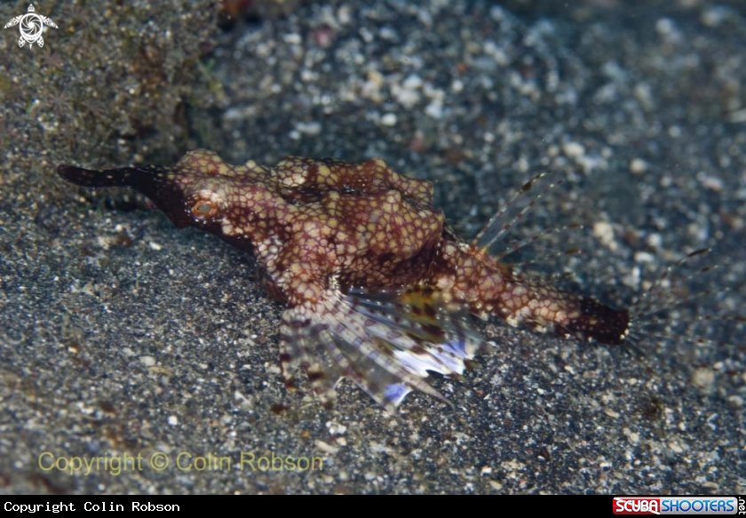 A underwater creature
