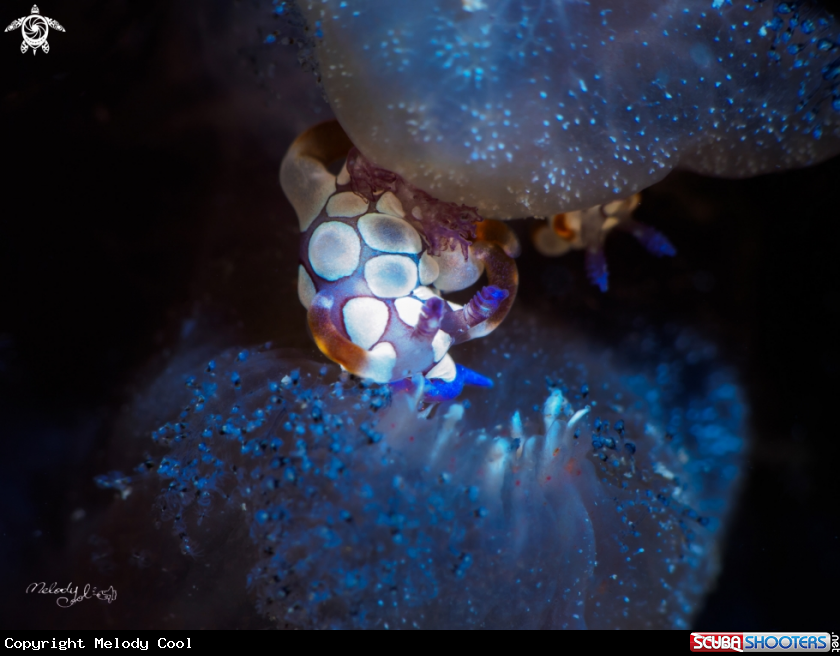 A Nudibranch