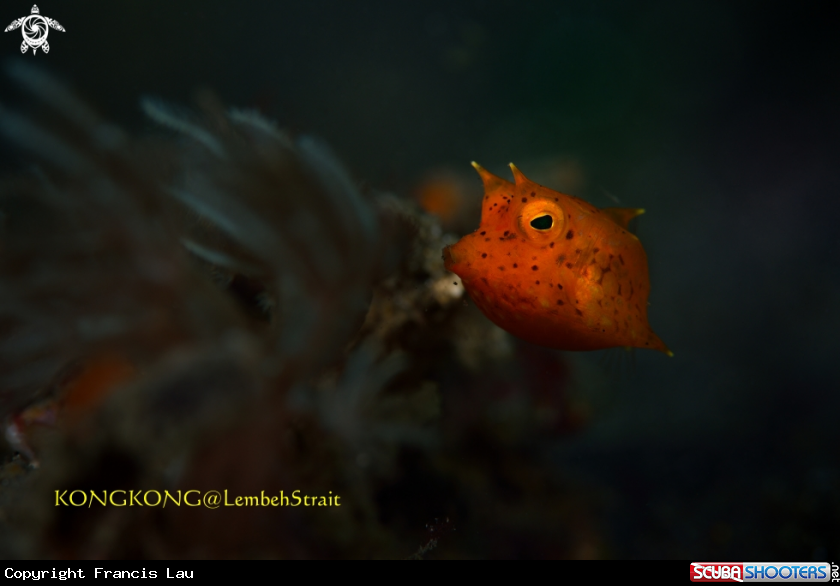 A COWFISH