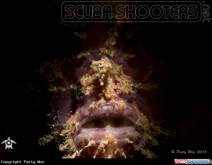 A Scorpionfish