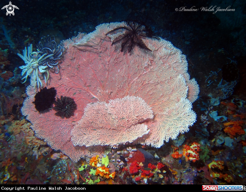 A Sea fan and Crinoid Stars