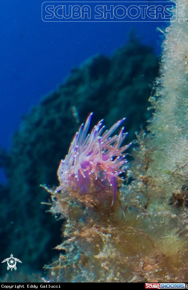 A Flabellina