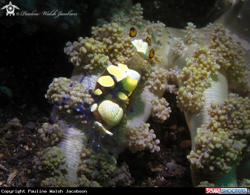 A Peacock-Tail Anemone Shrimp