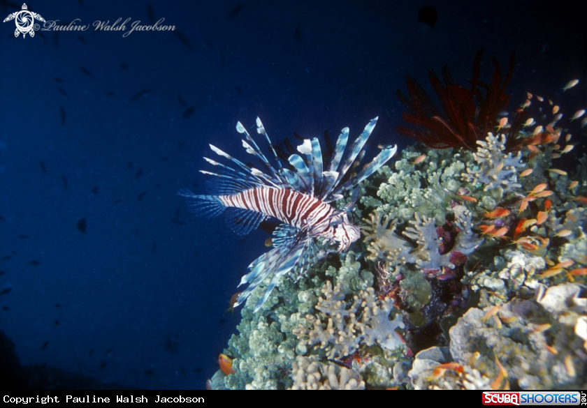 A Lionfish and Anthias