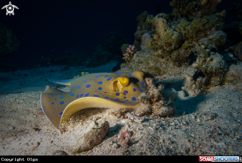 A Blue Spotted Stingray