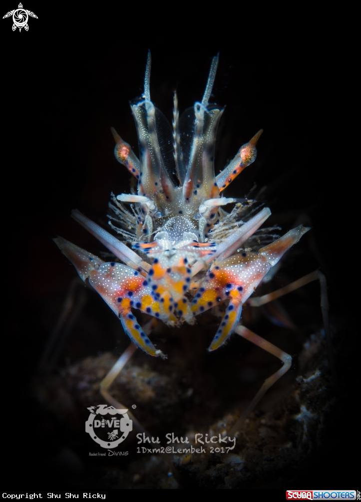 A 🐯🦐 Tiger Shrimp 🦐🐯