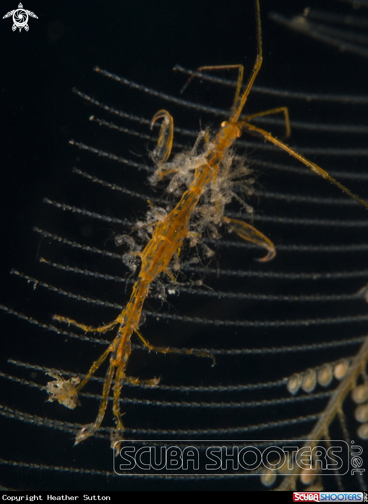A Skeleton Shrimp