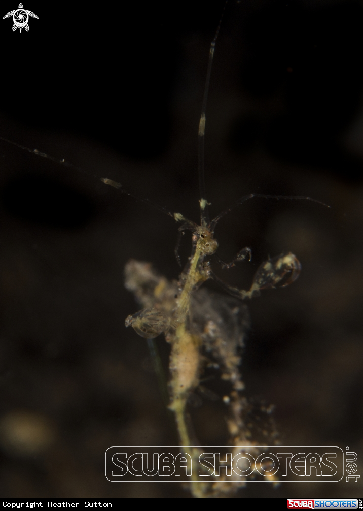 A Skeleton Shrimp 