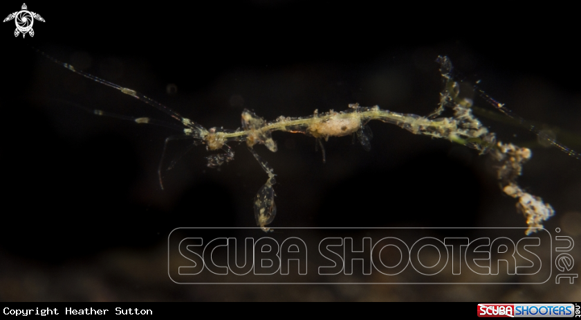 A Skeleton Shrimp 