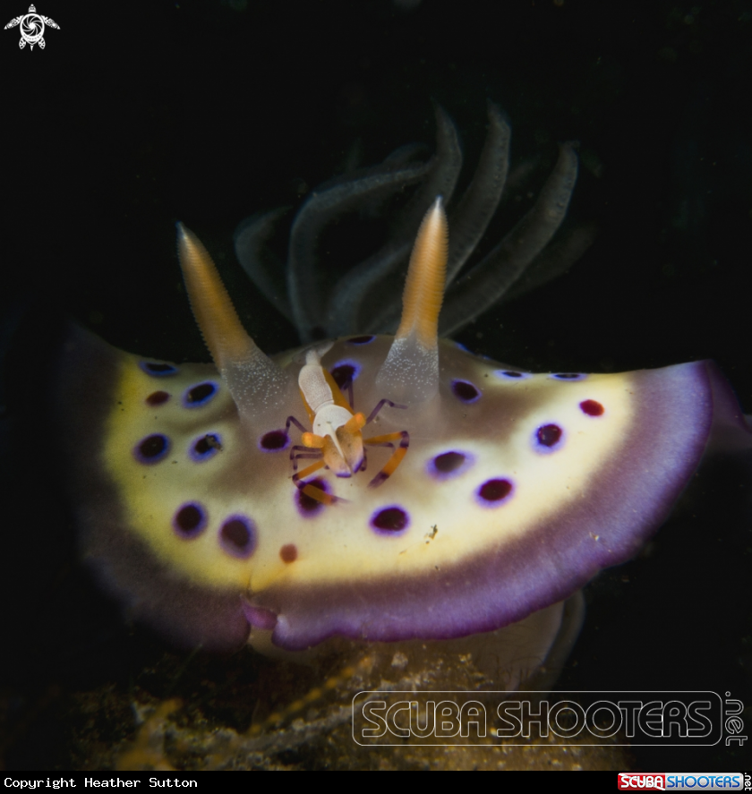 A Emperor Shrimp on Chromodris kunei Nudibranch 