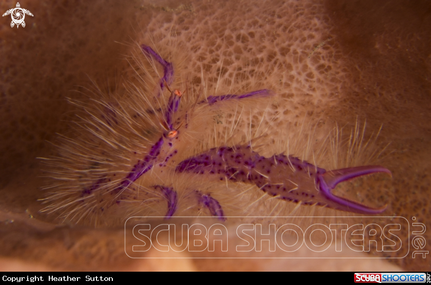 A Hairy Squat Lobster