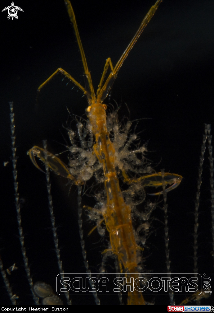 A Skeleton Shrimp 