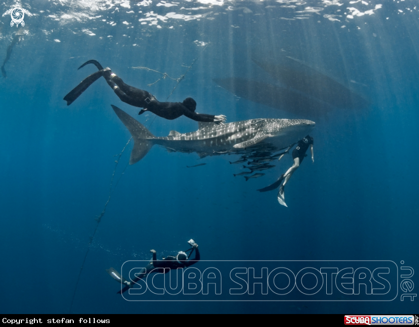 A Whale Shark