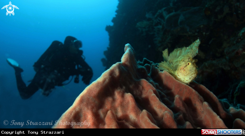 A Leaf scorpionfish