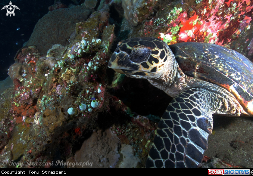 A Hawksbill Sea Turtle
