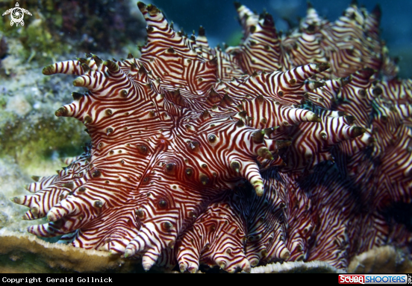 A underwater creature