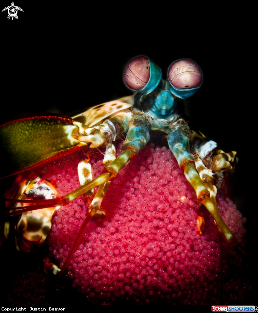 A Peacock mantis shrimp