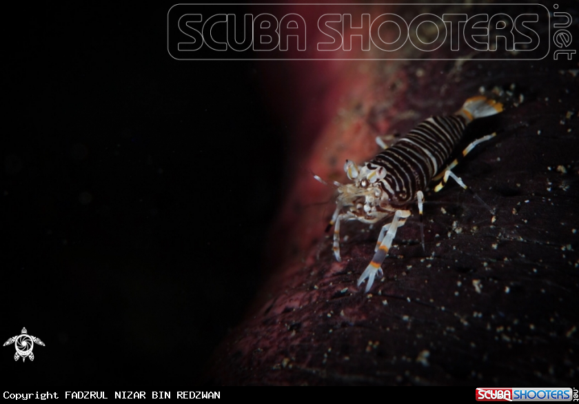 A Bumblebee shrimp