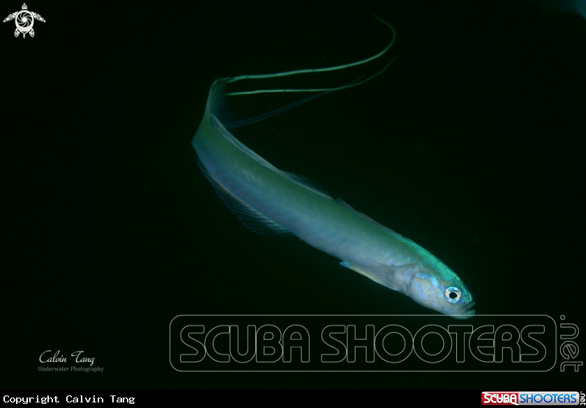 A Blue Hana Goby