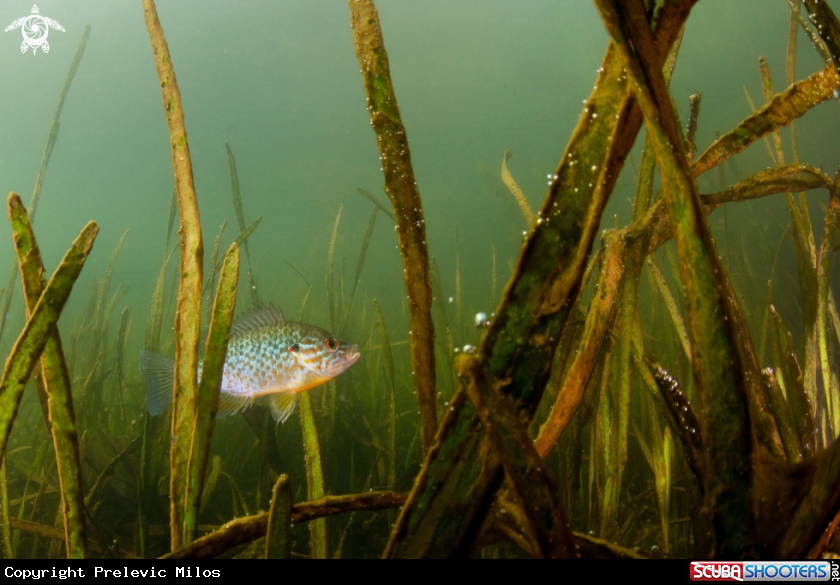 A pumpkinseed