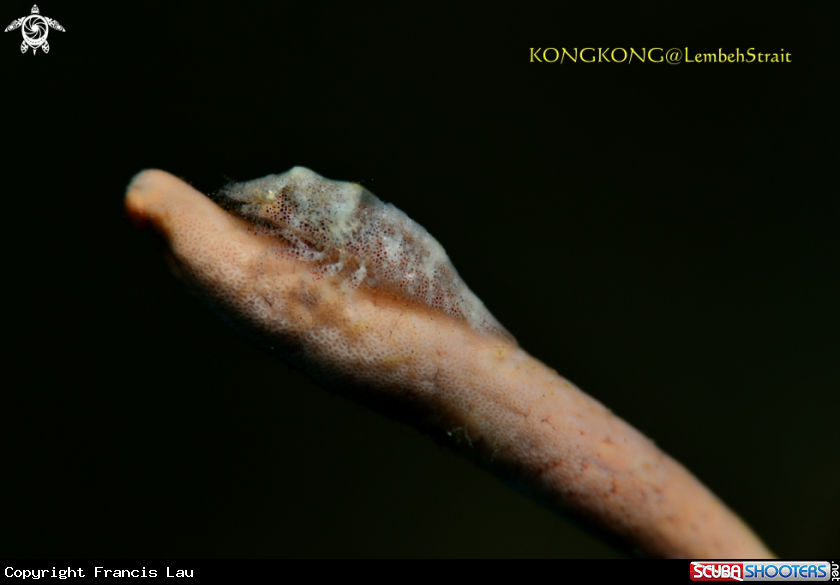 A Cryptic Sponge Shrimp