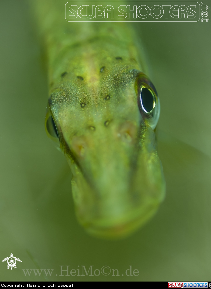 A Hecht (Esox lucius)
