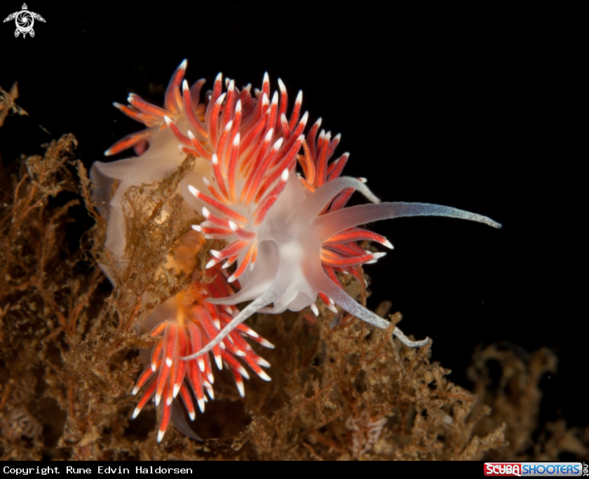 A Flabellina sp