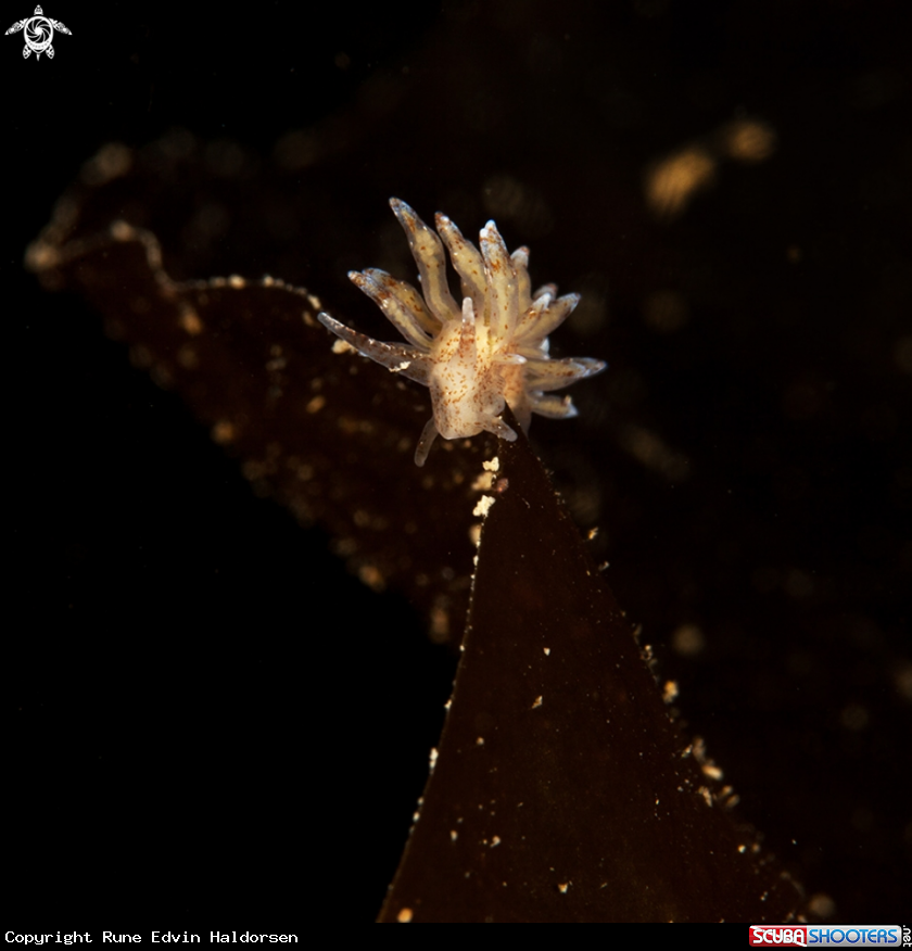 A Eubranchus SP