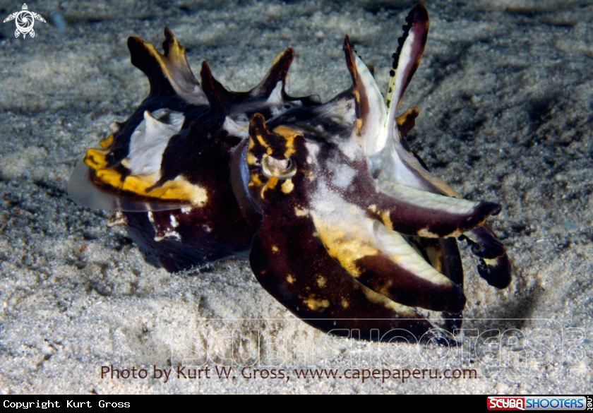 A Flamboin Sepia