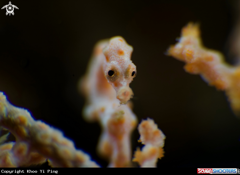 A Denise Pygmy Seahorse