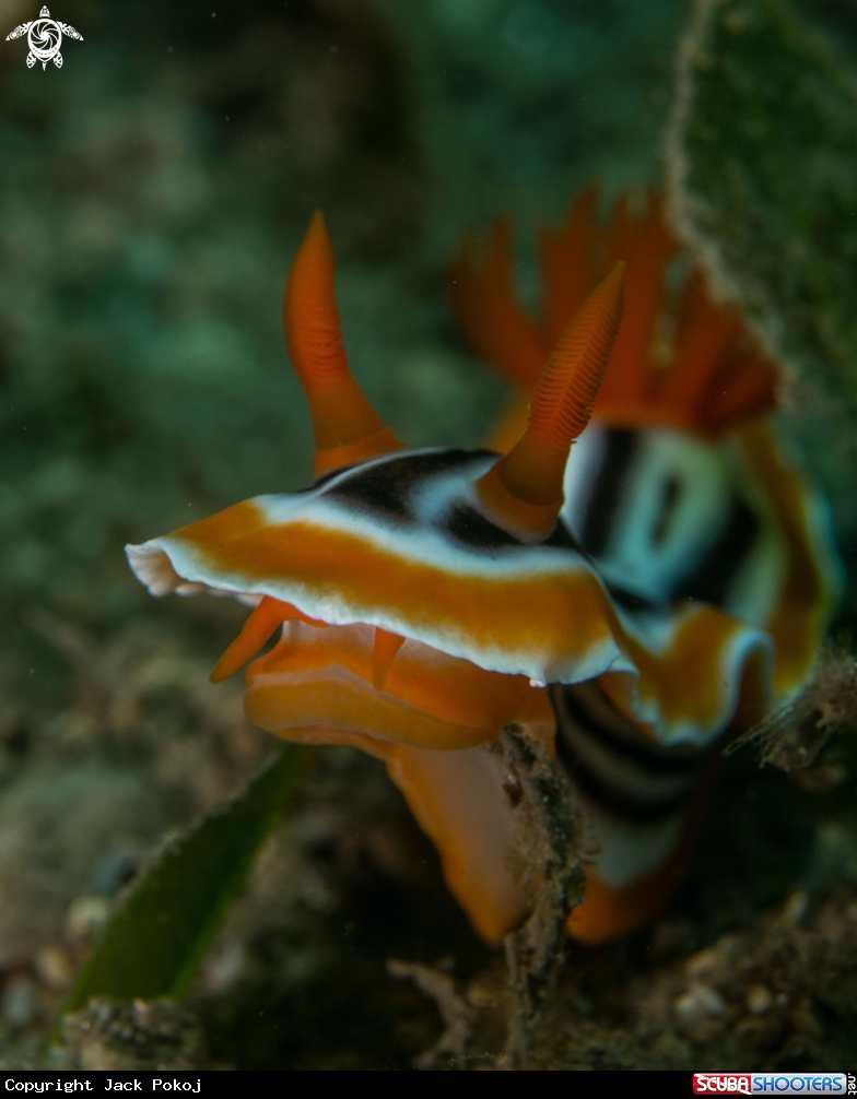 A Chromidoris magnifica
