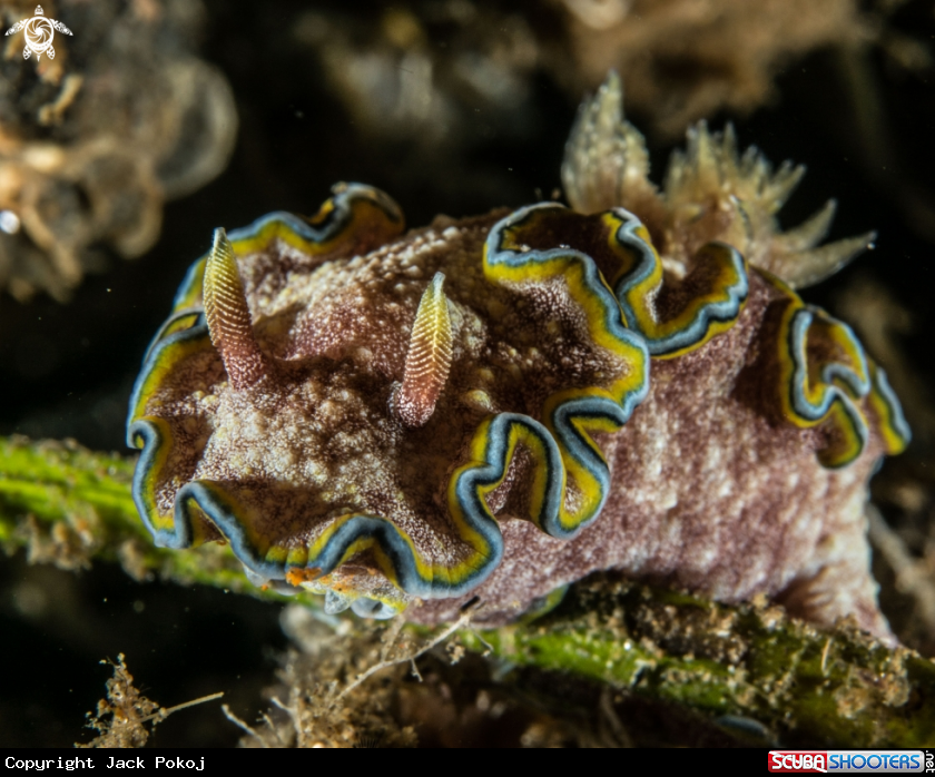 A Glossodoris cincta