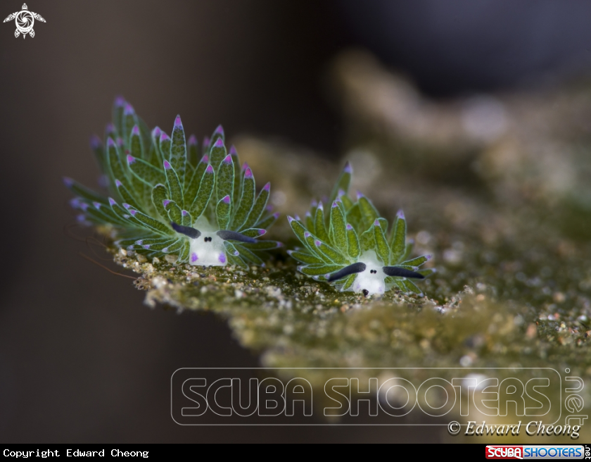 A Sheep Nudi