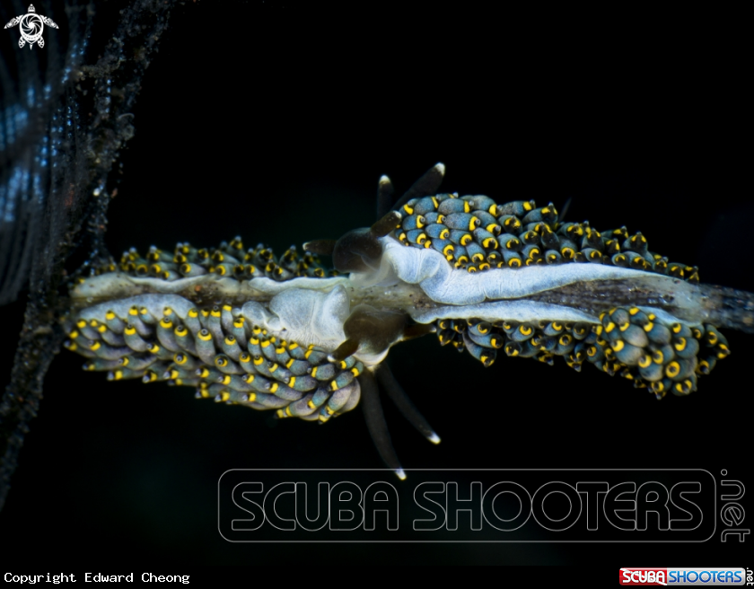 A Cuthona Yamasui