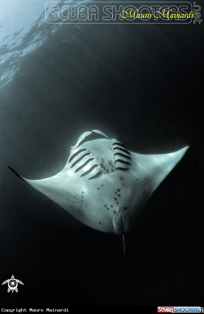A Manta