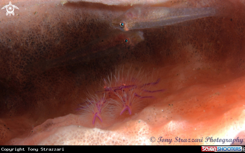 A Hairy Squat lobster