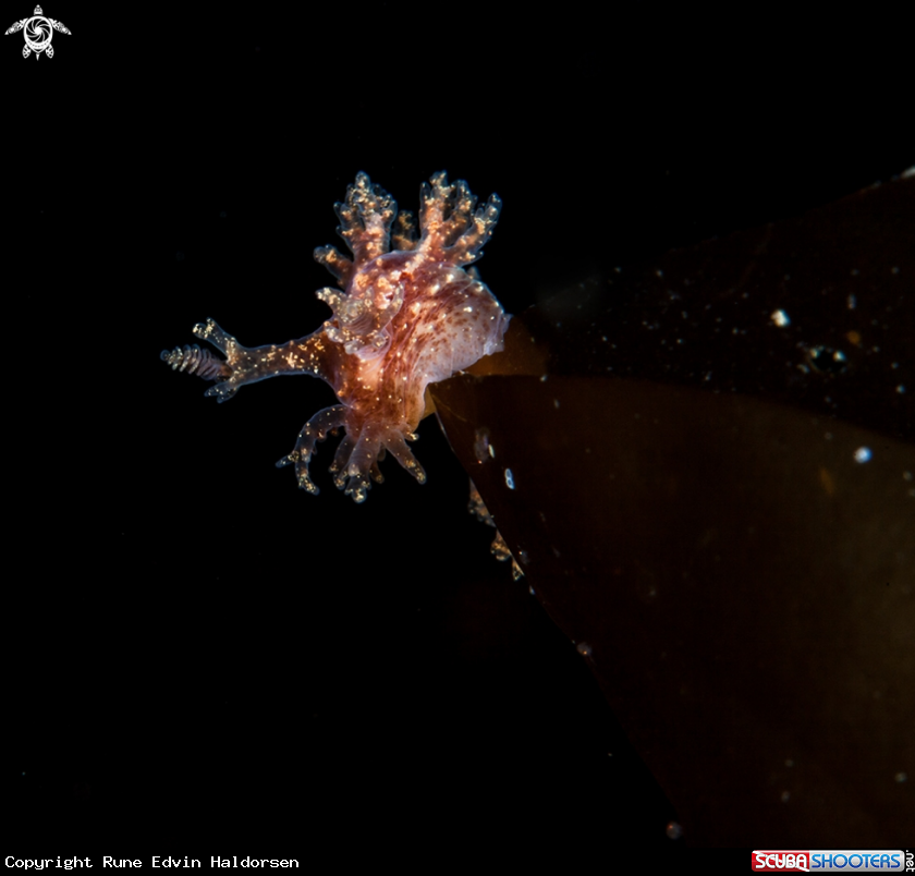 A Dendronotus