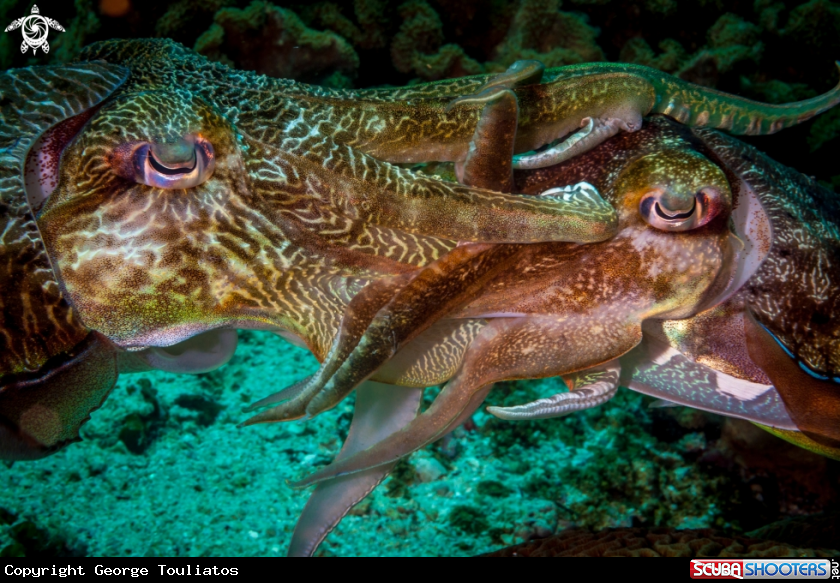 A Cuttlefish