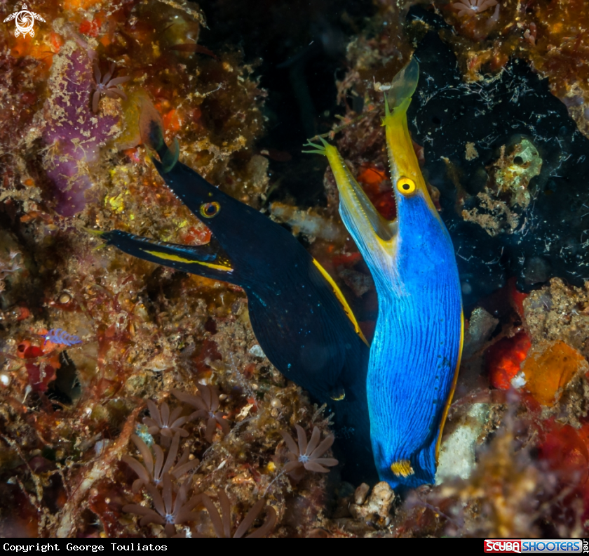 A Blue Ribbon Eel