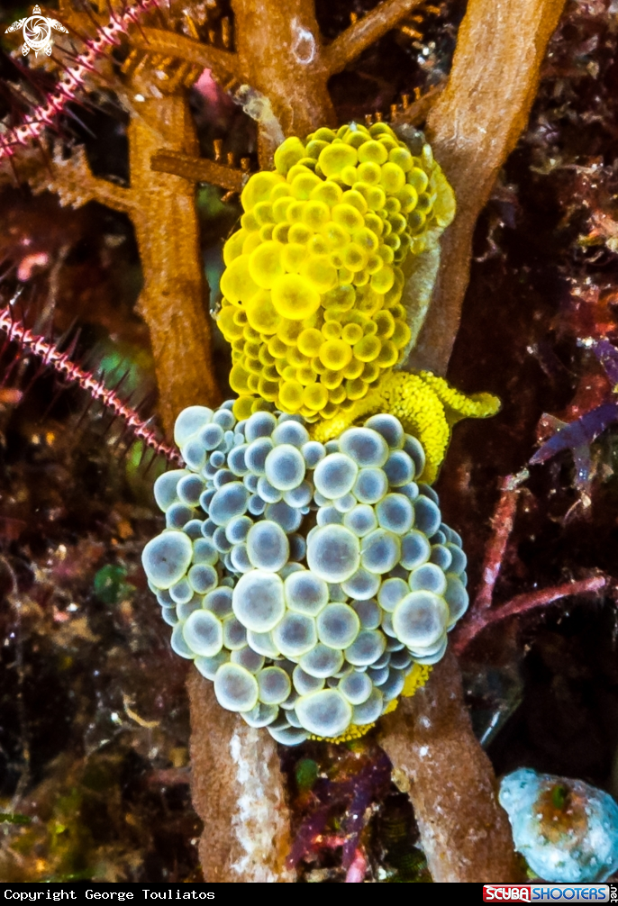 A Nudiebranch