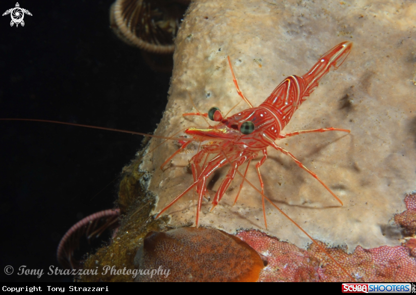 A Dancing Shrimp