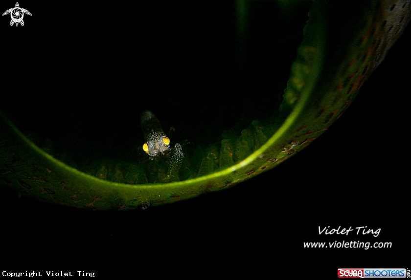 A Shrimp in Tunicate